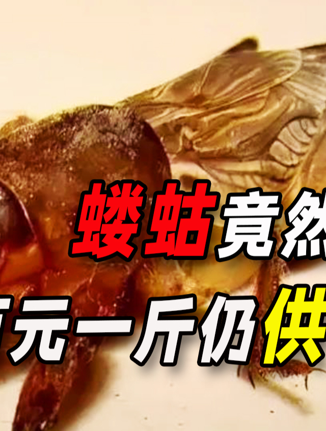 农村最常见的害虫,看见就要踩死的蝼蛄,如今卖到百元一斤?