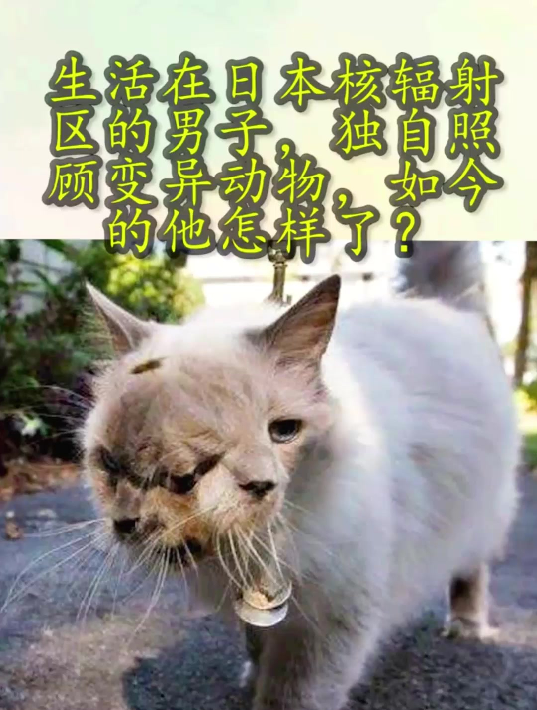 生活在日本核辐射区的男子,独自照顾变异动物,如今的他怎样了?