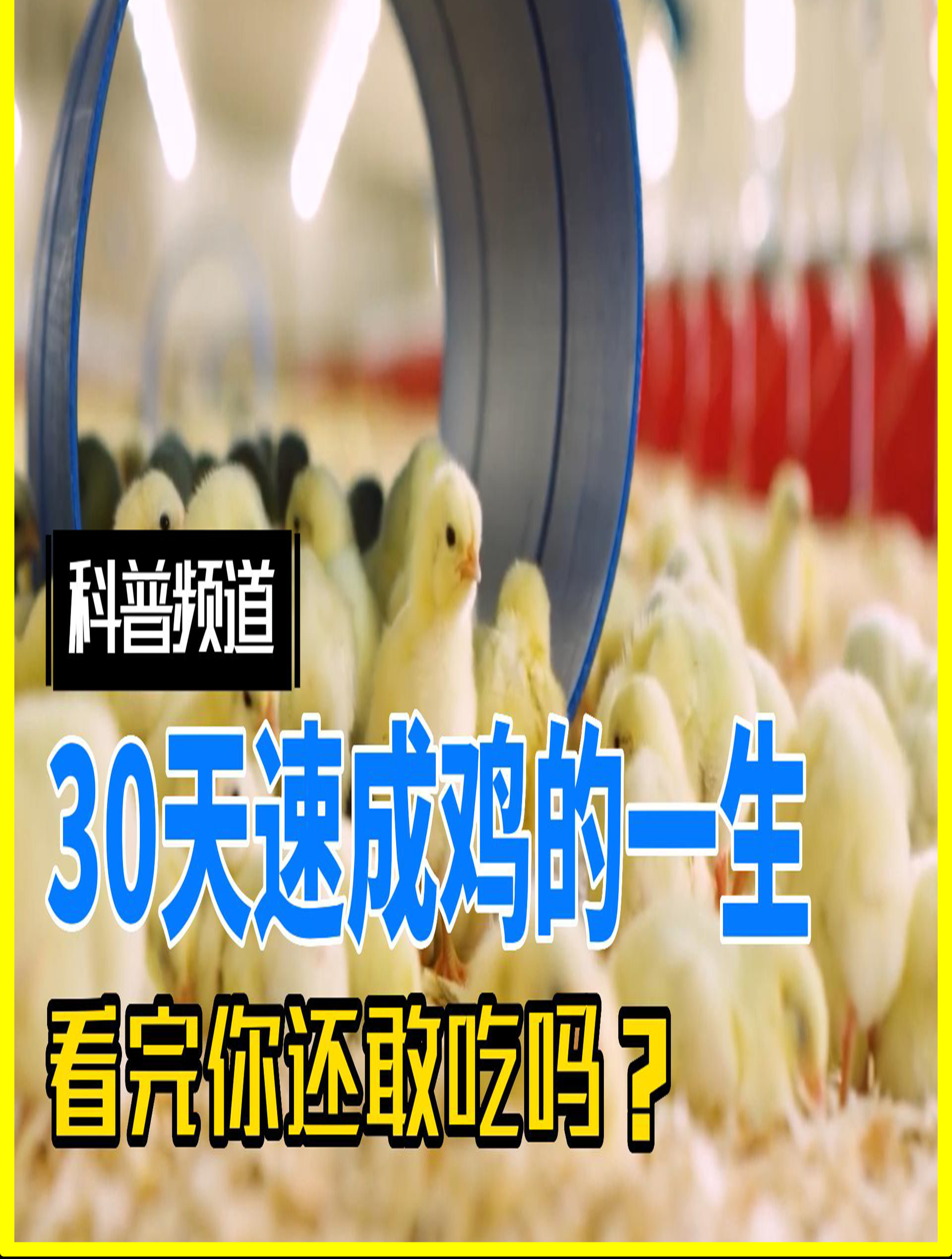 30天的速生鸡,看完你还敢吃吗?
