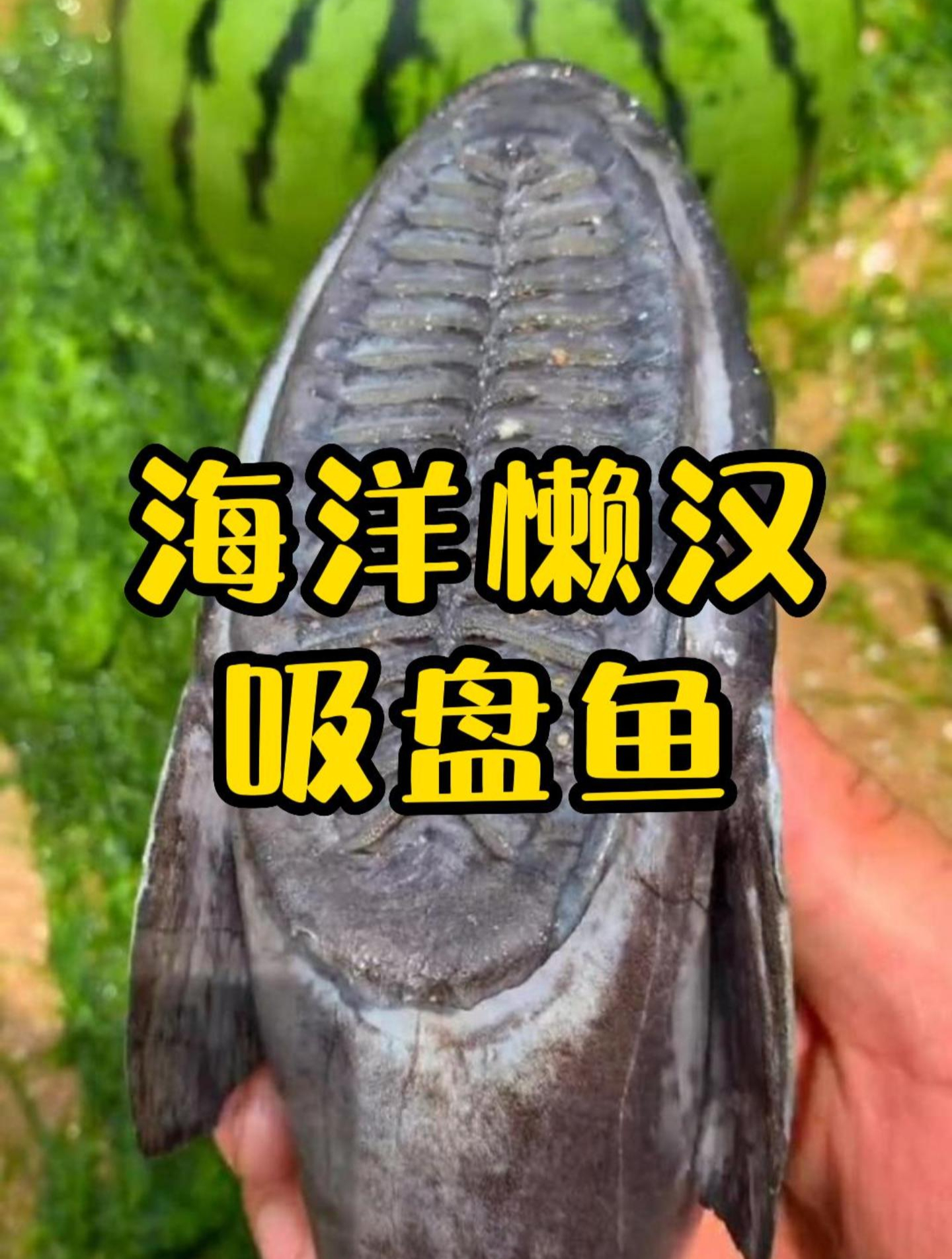 喜欢吸附在鲨鱼身上的吸盘鱼,有多会偷懒?