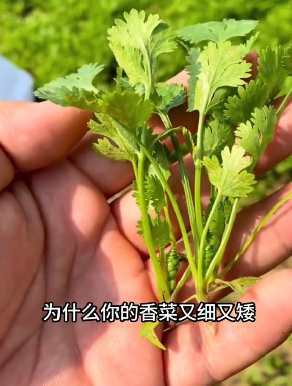 同样是种香菜,为什么邻居家的根壮苗旺?