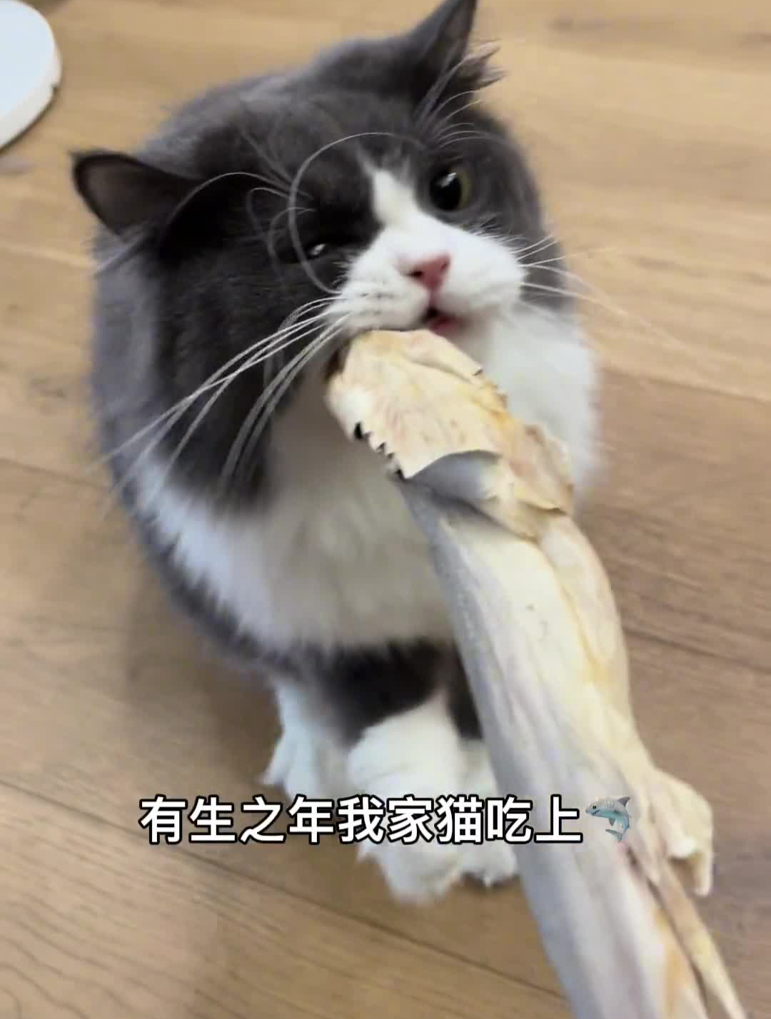 你家猫吃过鲨鱼吗宠物冻干鲨鱼冻干