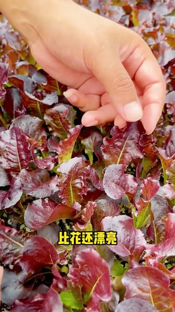紫叶生菜富含丰富的花青素,是女生的最爱,凉拌沙拉包烤肉都不错