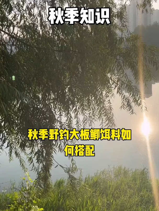 秋季野钓大鲫鱼饵料如何搭配?坚持这3个原则就够了!