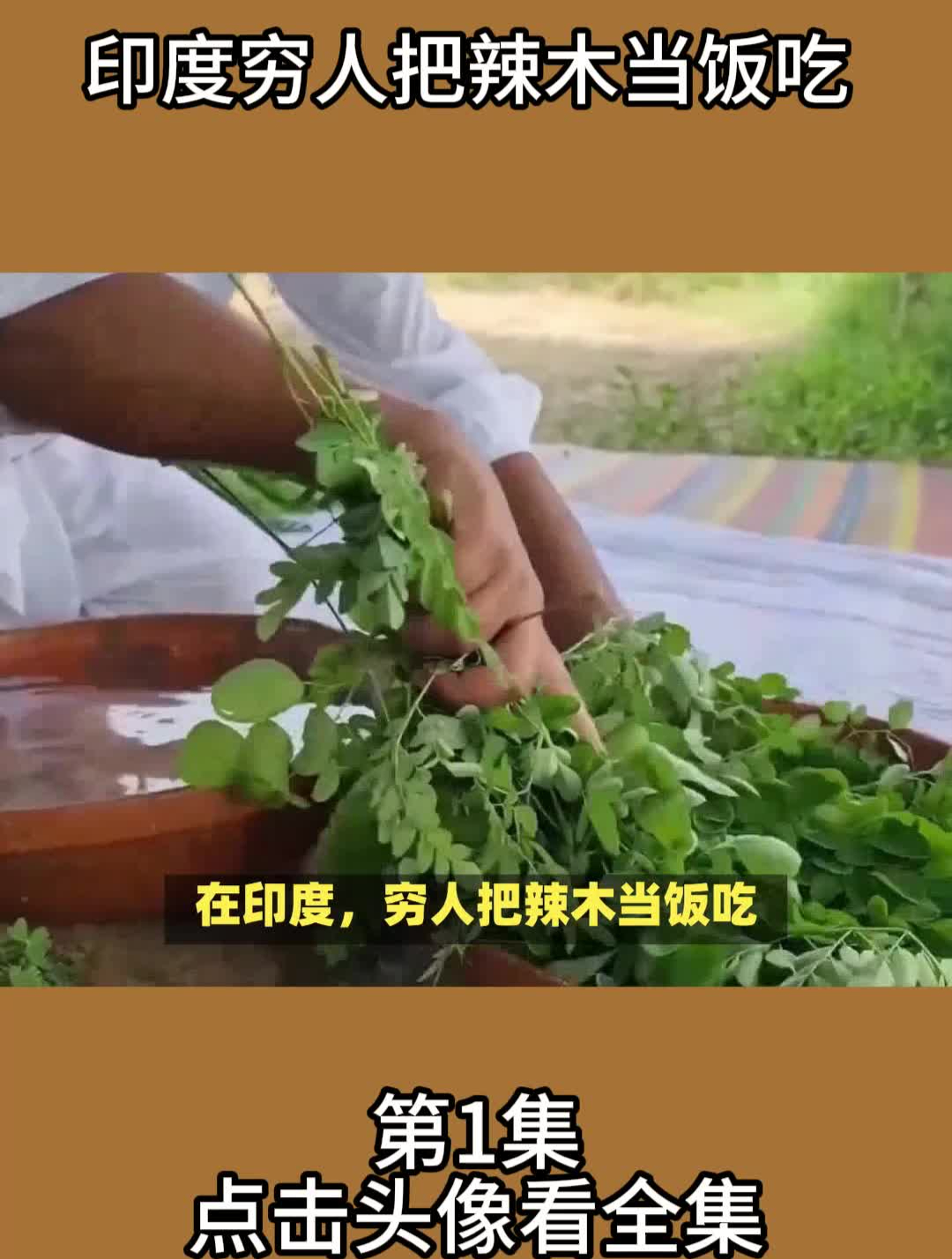 印度穷人把辣木当饭吃