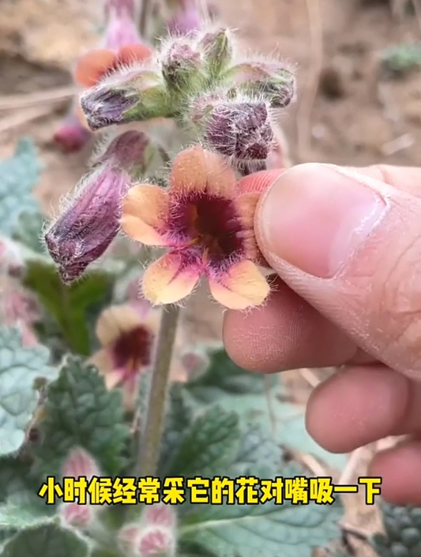 生地,可以有效治疗咽喉肿痛功效。自周朝开始被列为皇室贡品