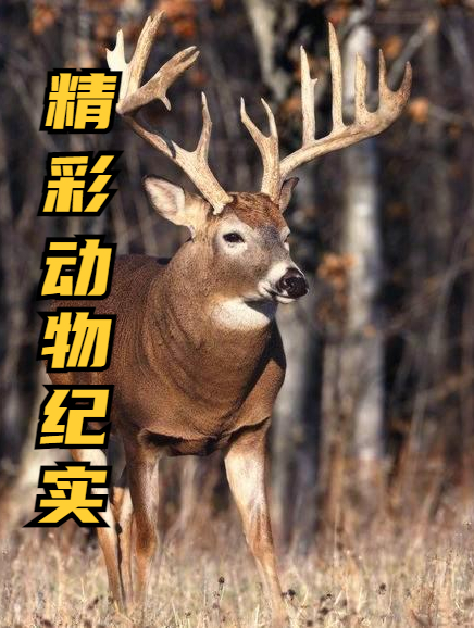 水中狙击手射水鱼,轻松击落岸上昆虫,力大到可以射伤人眼睛1
