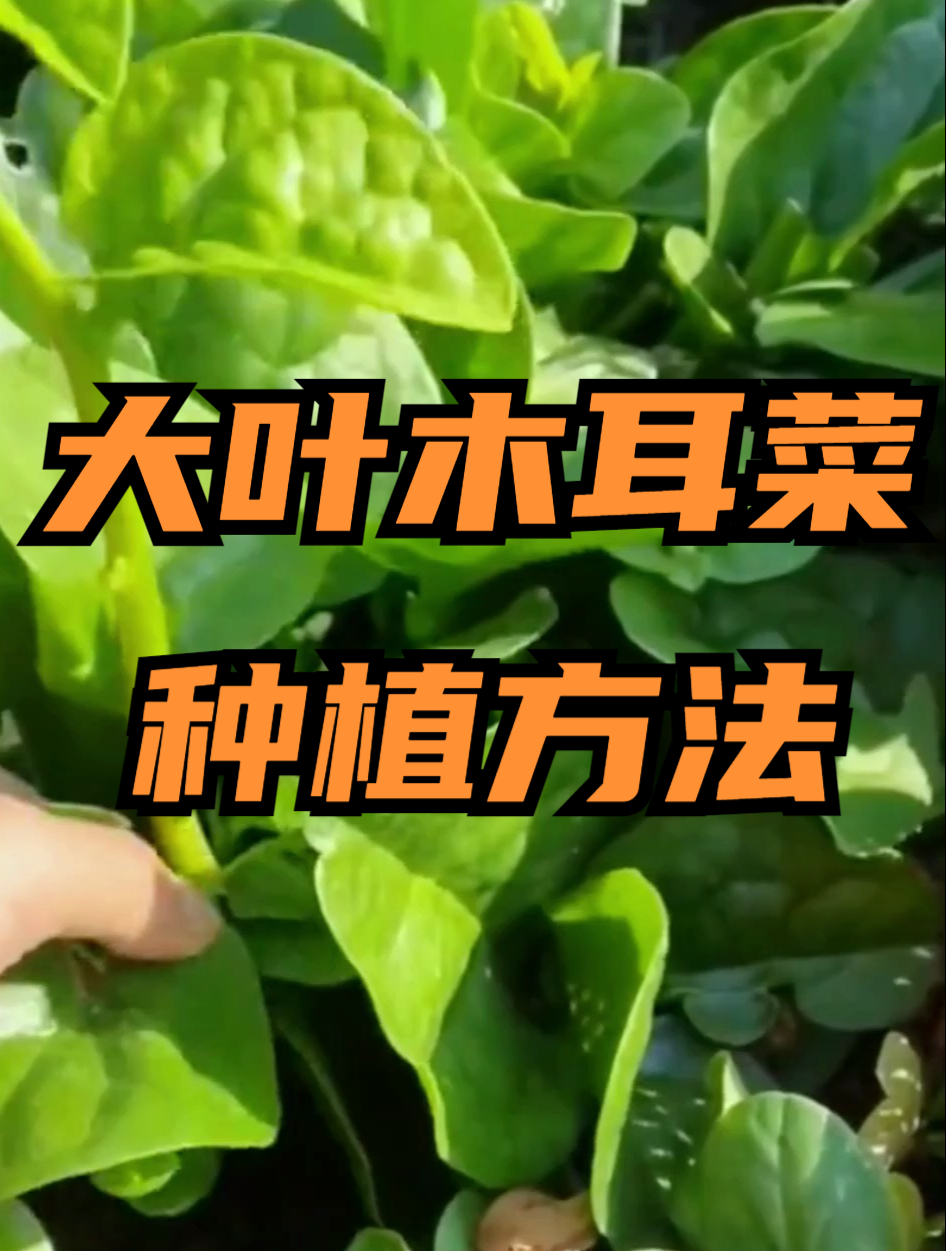 大叶木耳菜要这么种,掌握“诀窍”,全程不费心,还能多次采摘!