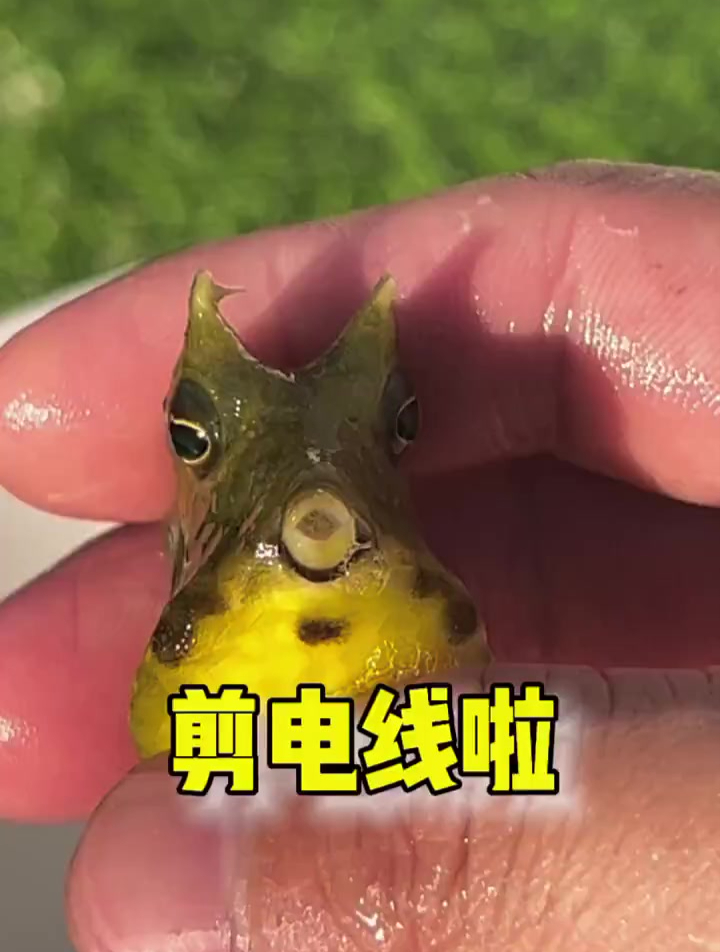 哪个城市有电线剪角箱鲀海洋生物
