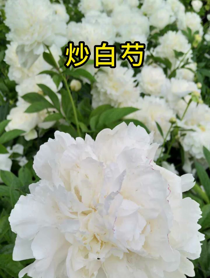 炒白芍 白斑 皮肤健康