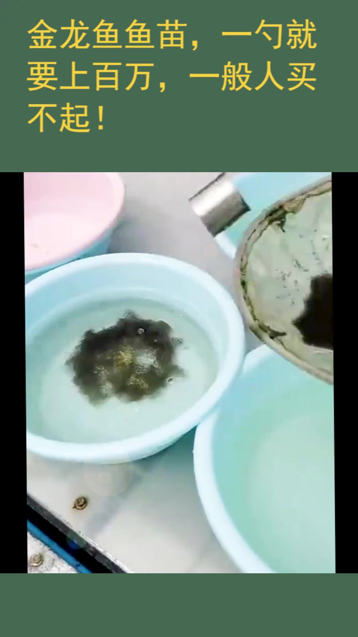 金龙鱼鱼苗,一勺就要上百万,一般人买不起!