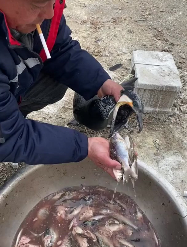 大爷喂鱼鹰吃鱼,一次性干掉一盆小鲫鱼,开心的翅膀都扇起来了!