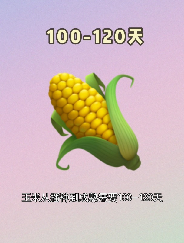 玉米的生长全过程