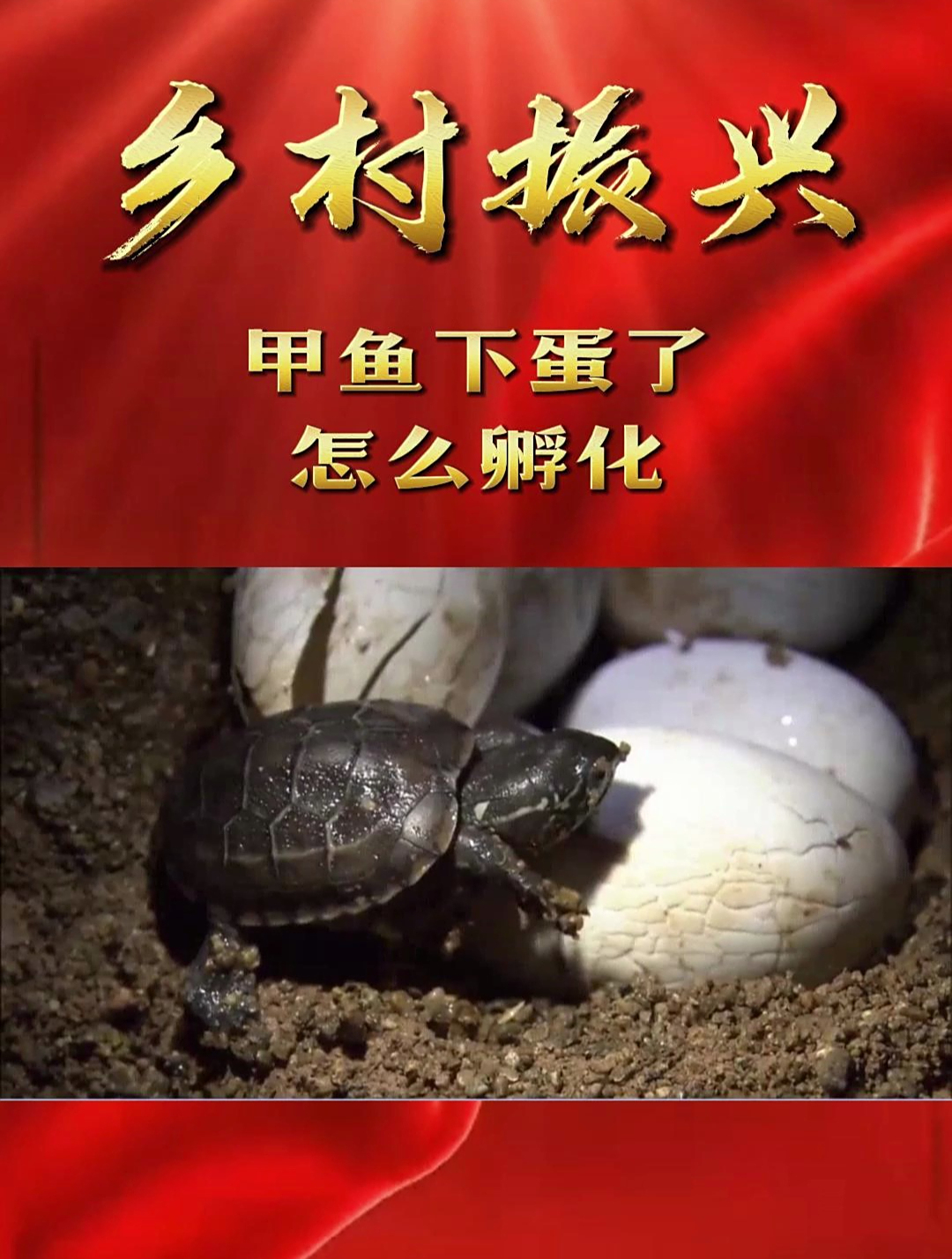「乡村振兴」甲鱼下蛋了怎么孵化