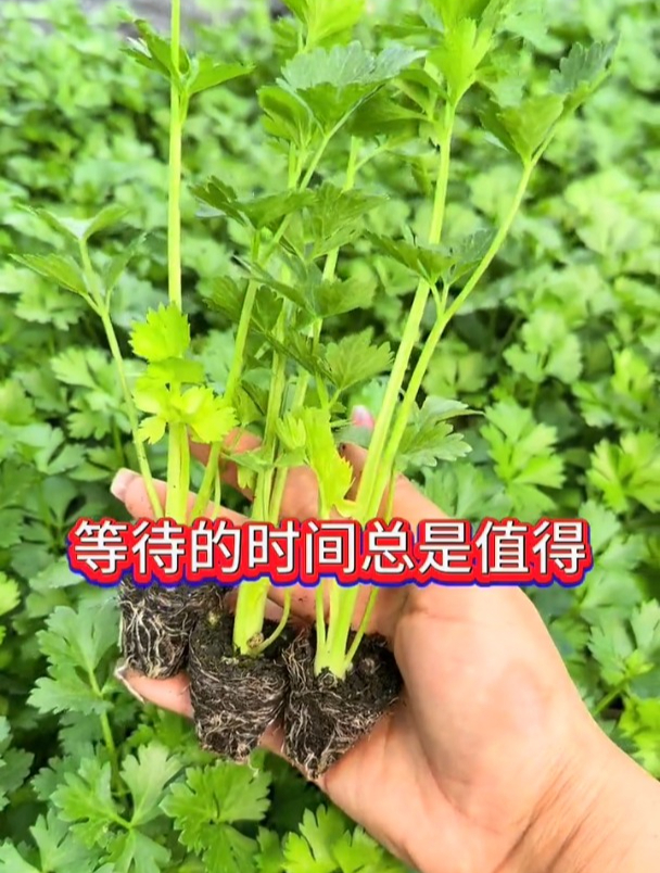 等待都是值得的,看着小小的芹菜苗,长成这样,还是很有成就感的
