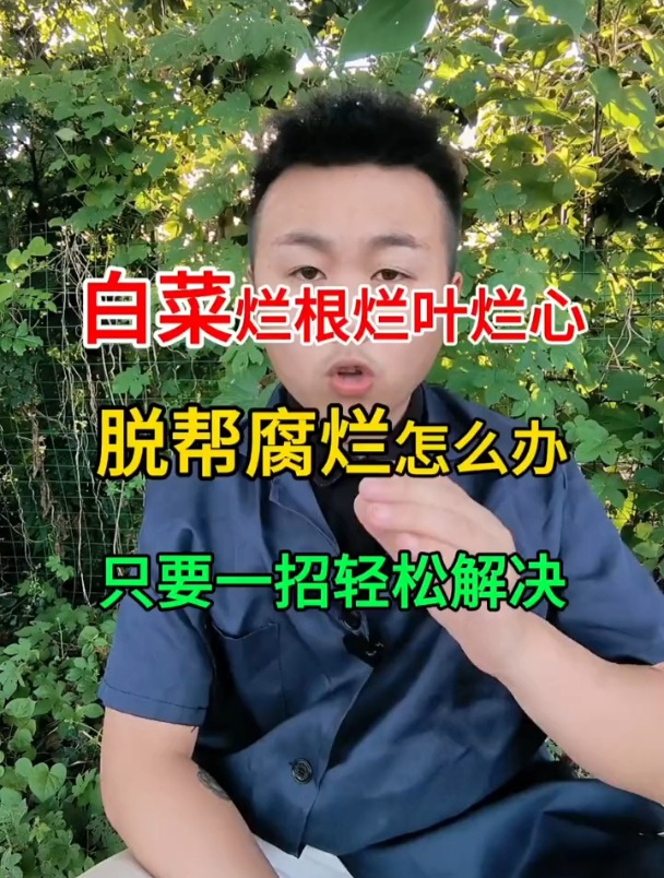 白菜“烂心”了,可能是软腐病惹的祸,学会从这点入手防治!