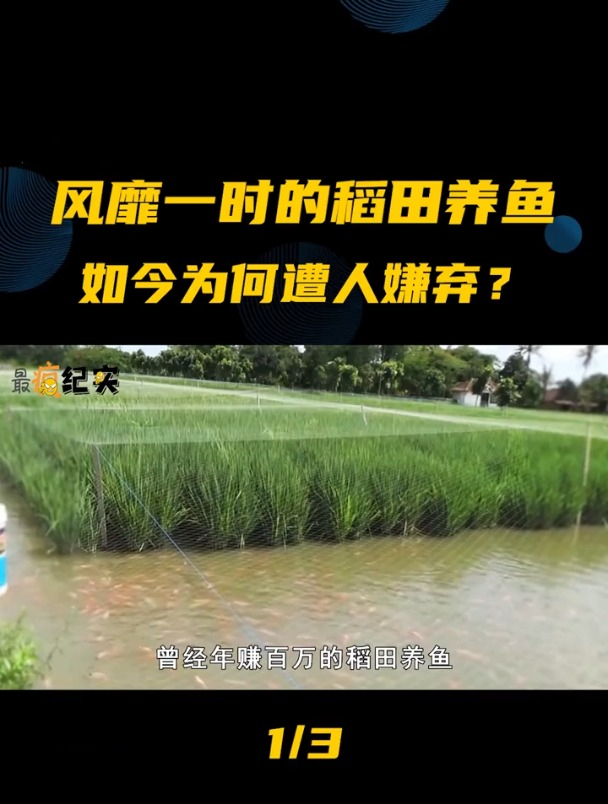 曾经年赚百万的稻田养鱼,如今为何遭人嫌弃它究竟有什么弊端