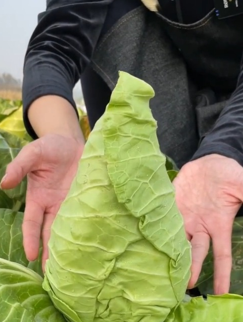 生吃沙拉都可以的“牛心甘蓝”,形似像牛的心脏,口感清脆!