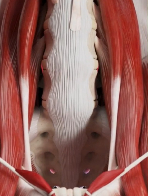 人体肌肉的构成(3D动画演示)