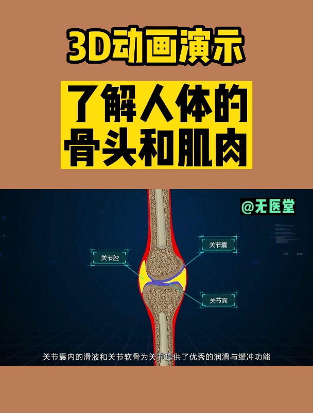了解人体的骨头和肌肉(3D动画演示)