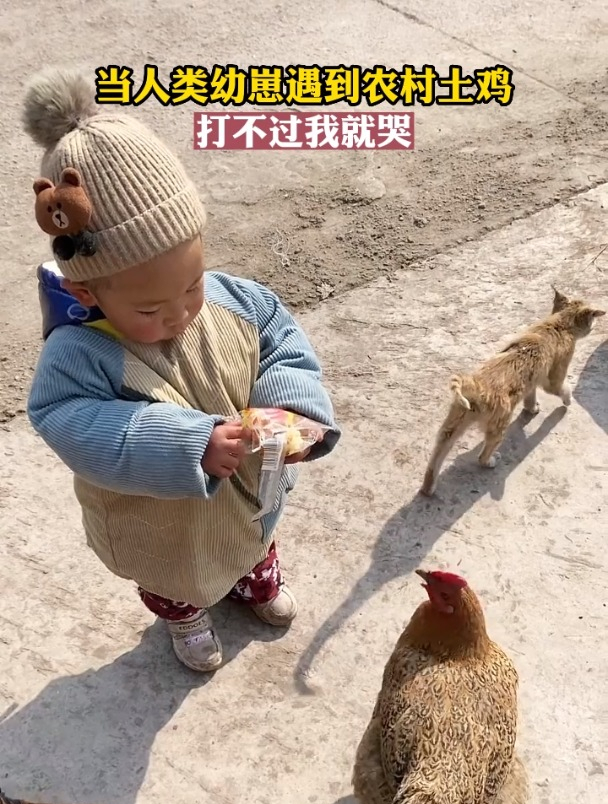 当人类幼崽遇到农村土鸡,打不过我就哭!