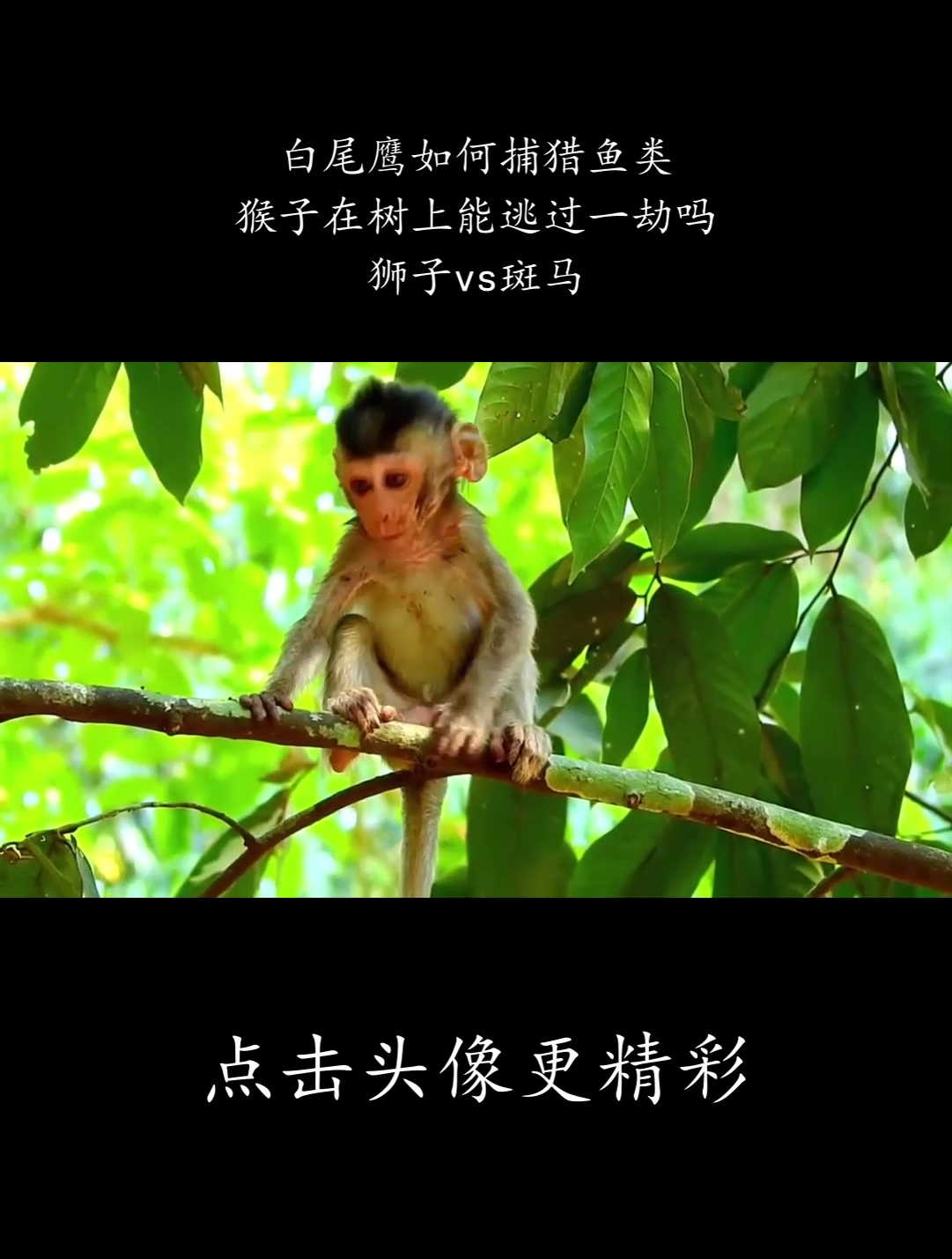 白尾鹰如何捕猎鱼类,猴子在树上能逃过一劫吗,狮子vs斑马!