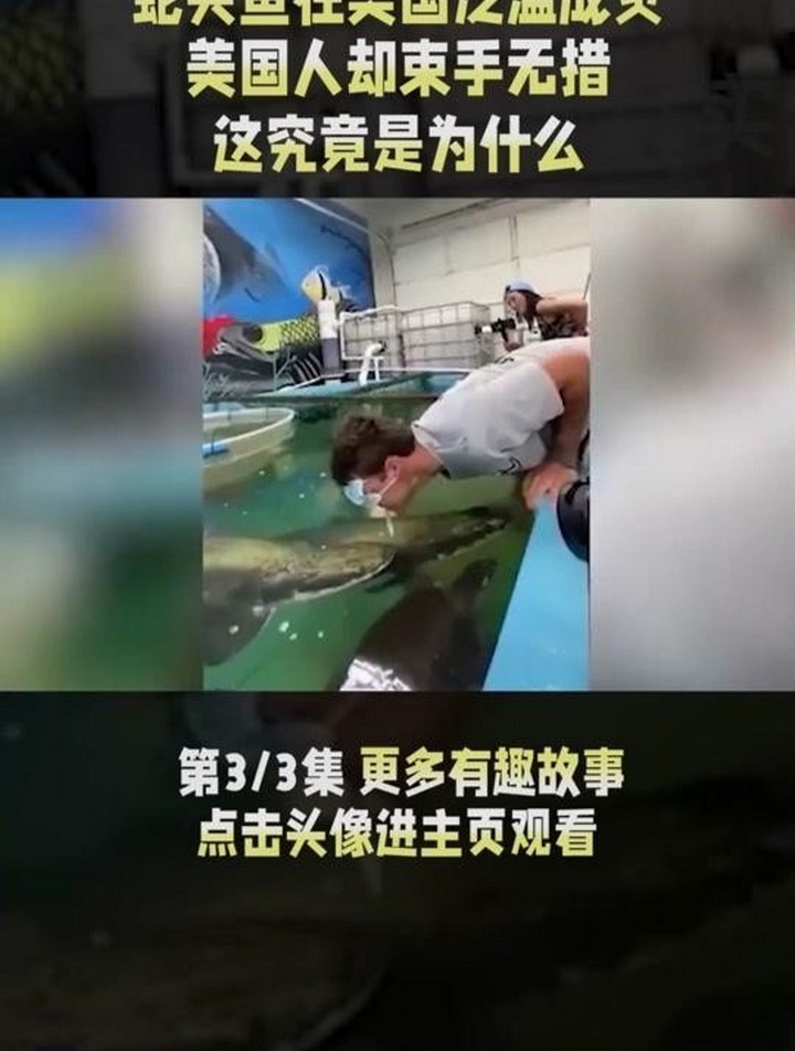 蛇头鱼在美国泛滥成灾