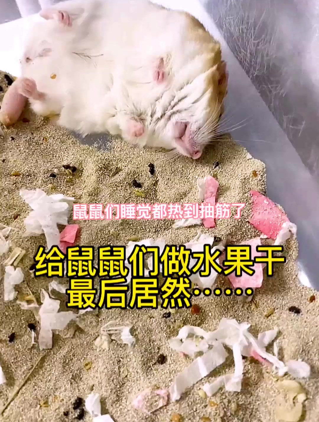 想不到,最后的大老鼠,居然是通心粉鼠!