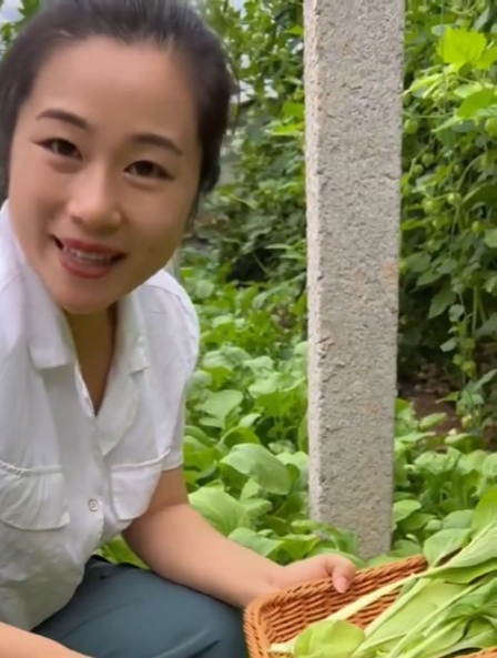 鸡毛菜这样种无病无害,一年四季都能种植,吃了还能抗癌细胞!