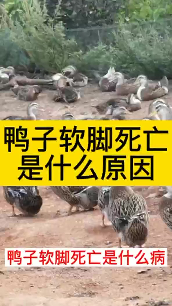 鸭子腿软怎么办 鸭子得了软脚病怎么治 小鸭子脚软怎样治 鸭子腿脚发软怎么回事