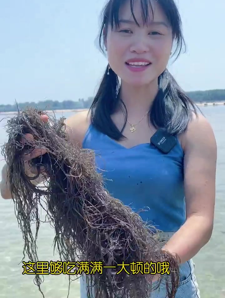 渔妹赶海遇到像头发丝一样乌黑顺滑的海藻叫龙须菜