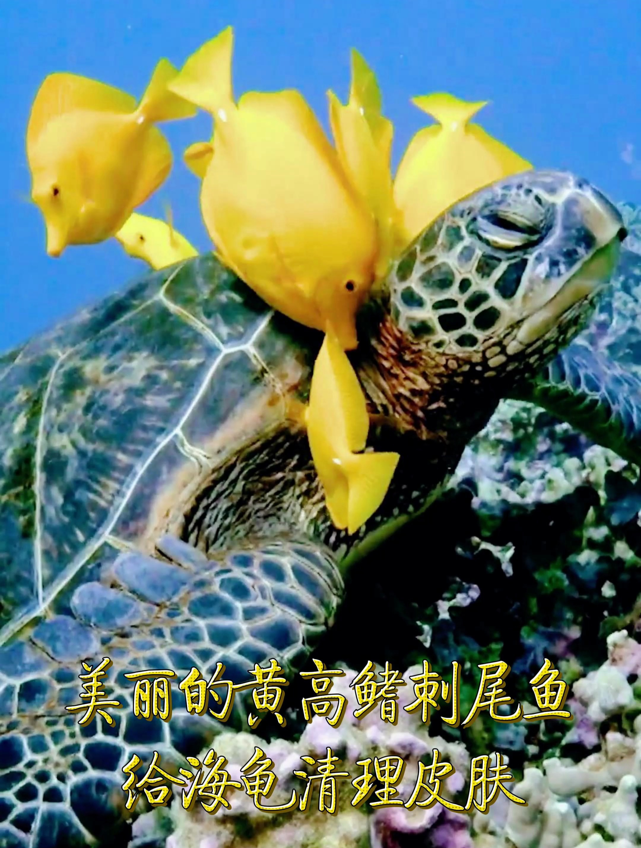 美丽的黄高鳍刺尾鱼给海龟清理皮肤