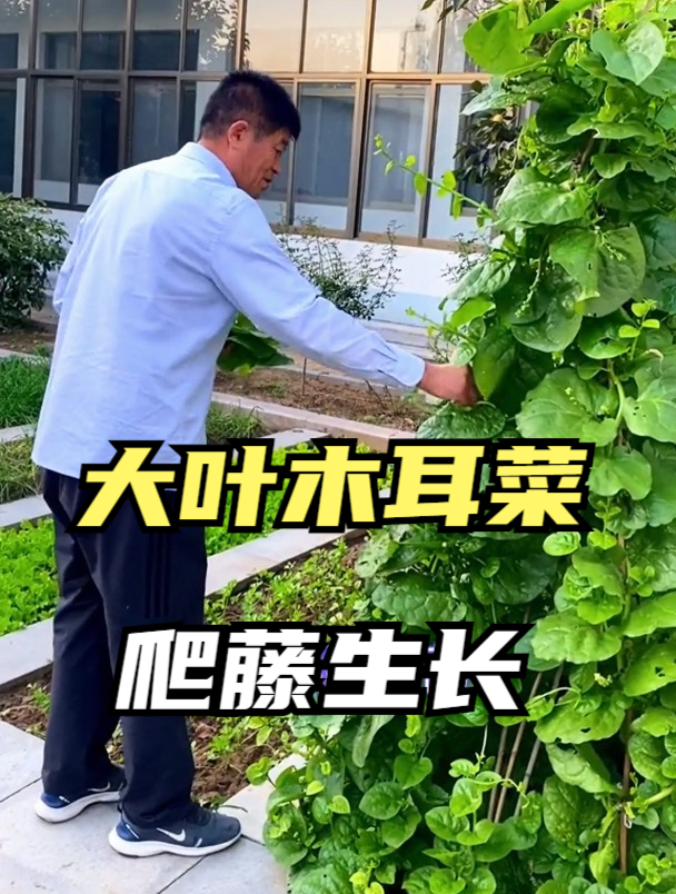 农村这种蔬菜,叶子长的像猪耳,爬藤能力强,生吃凉拌脆嫩爽口