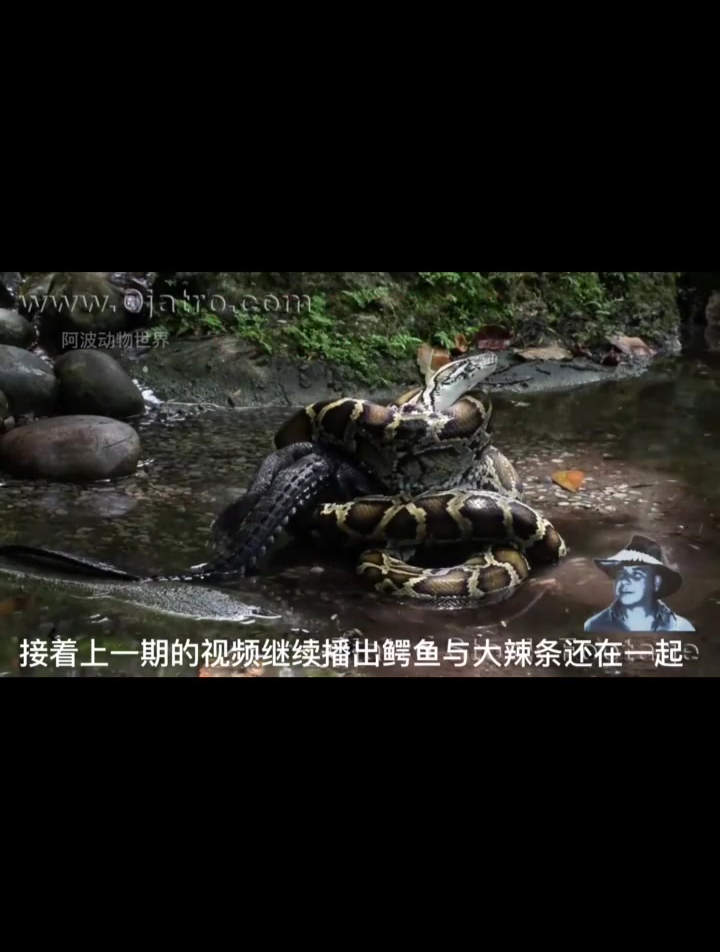 鳄鱼大战蟒蛇 到底鹿死谁手