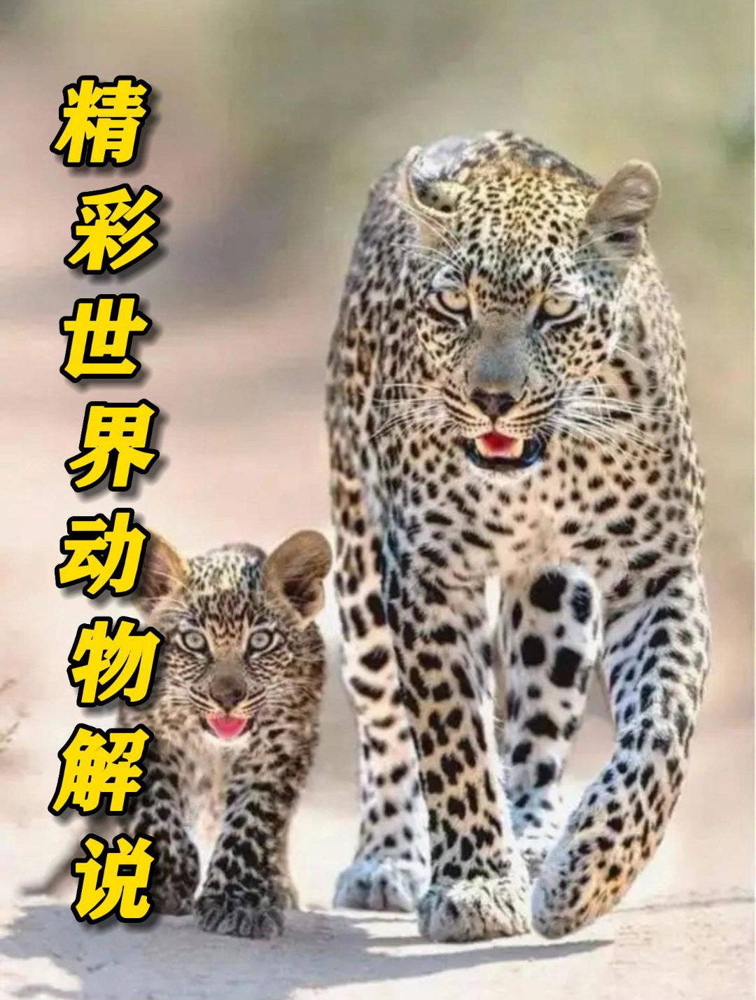 章鱼大战鲨鱼,巨型章鱼主动袭击鲨鱼,场面罕见