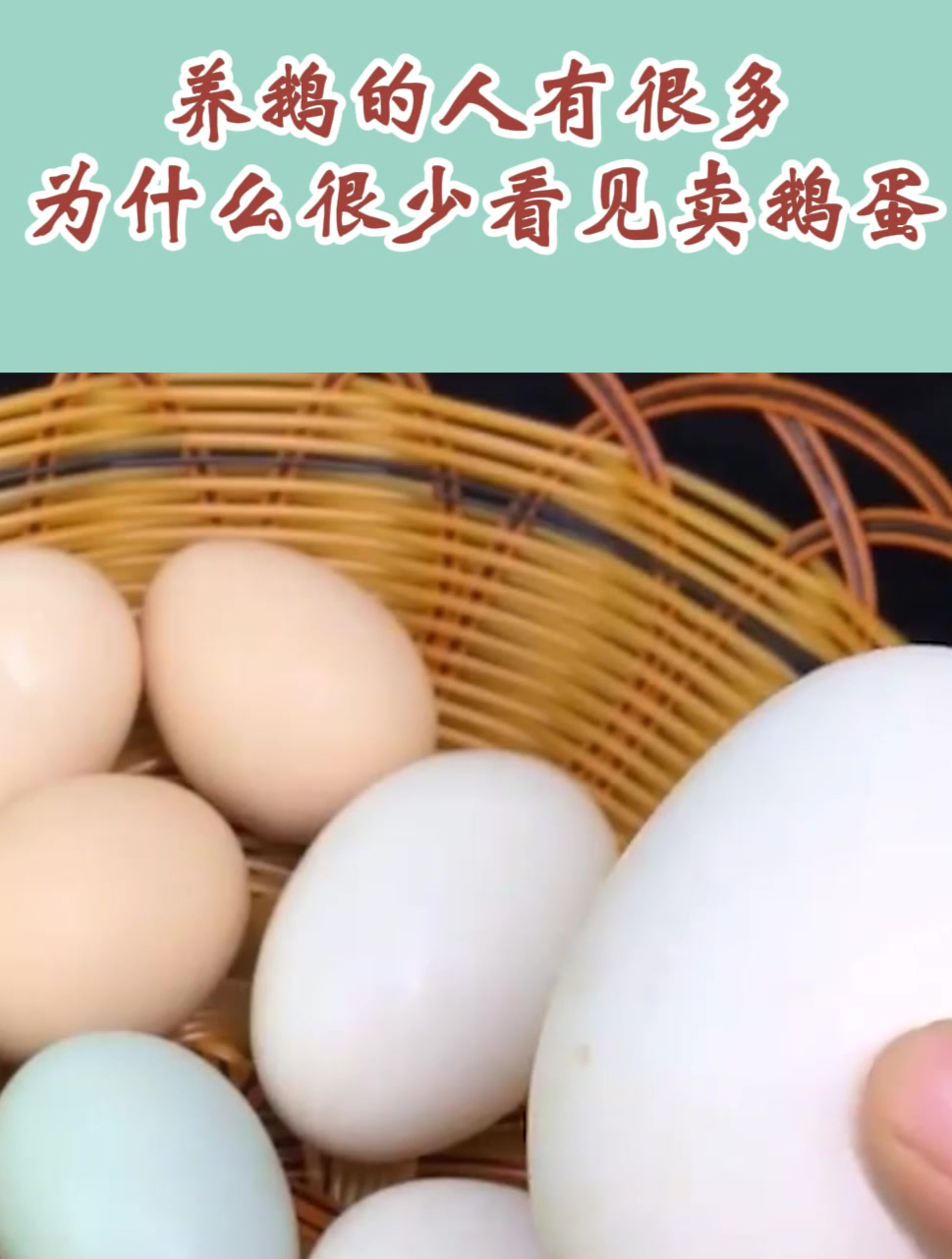 养鹅的人有很多,为什么很少看见卖鹅蛋的?