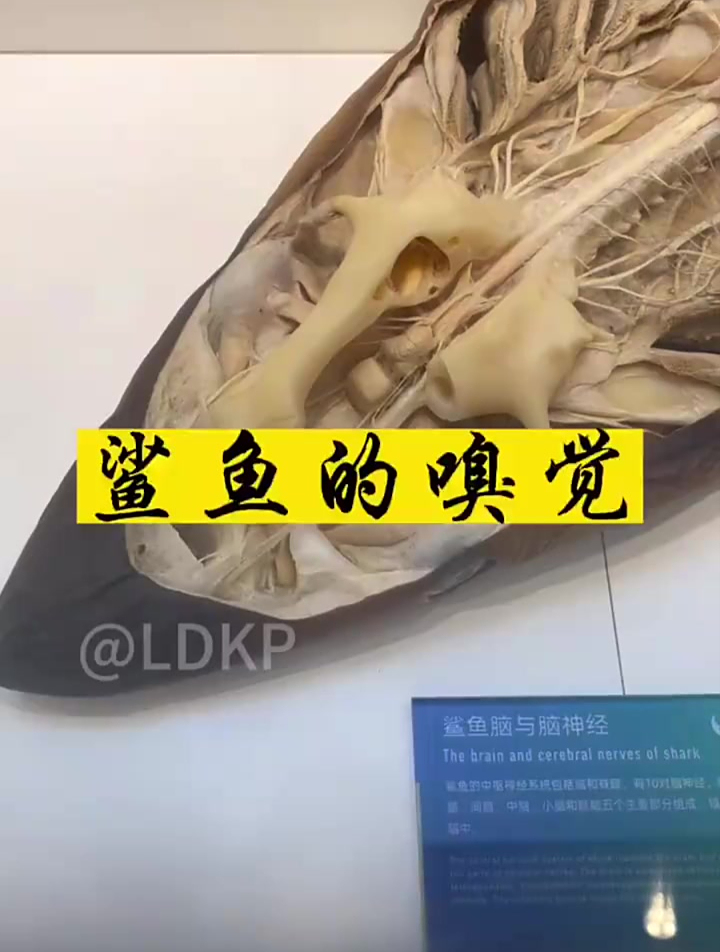 真实的鲨鱼标本!