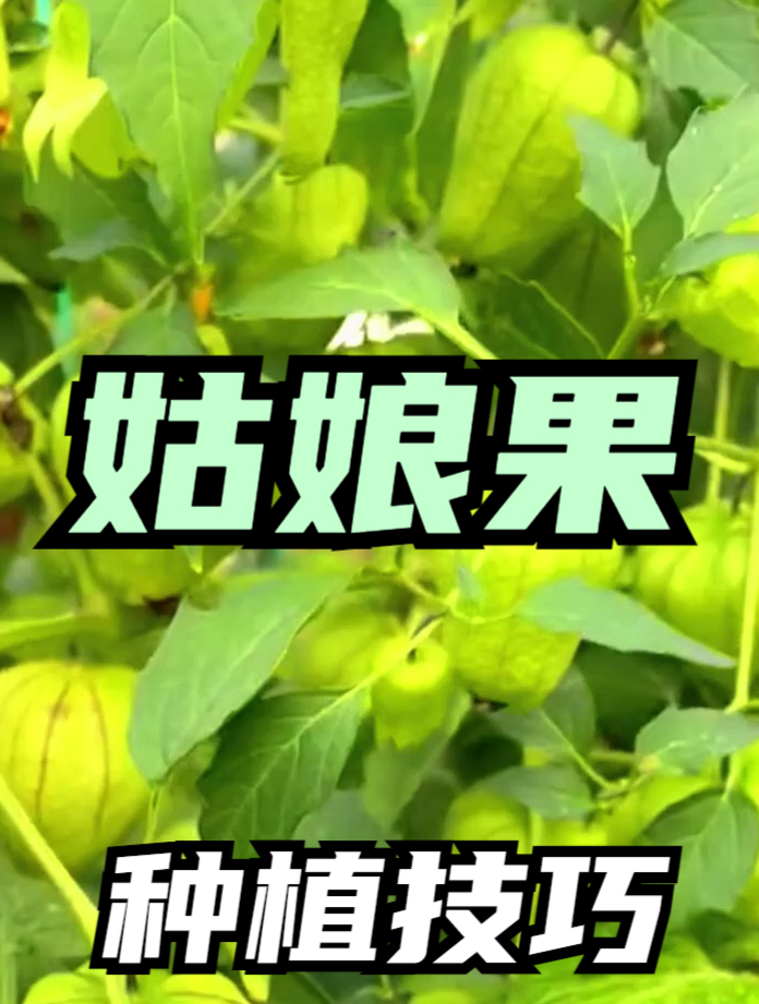 你见过“姑娘果”吗?它的种植方法有很多,但学会这几点最重要!