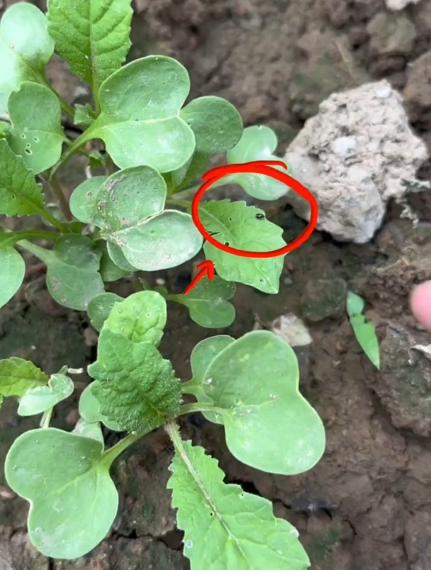 萝卜白菜苗上出现坑,是被跳甲虫祸害了,喷什么药物最有效?
