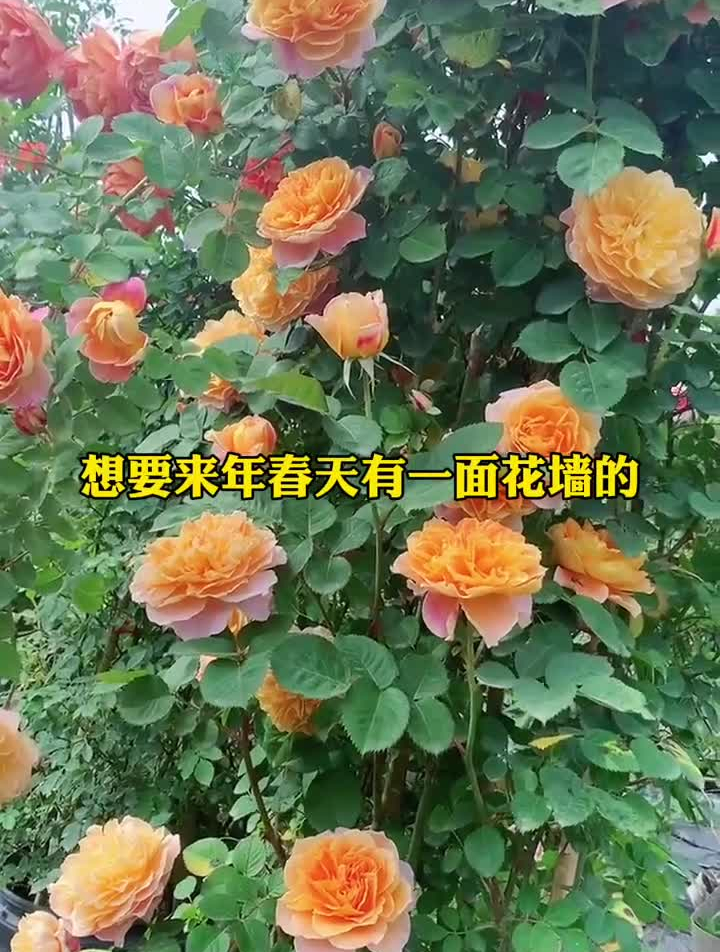 月季藤本届的潜力股,就是它印象派,花香而大