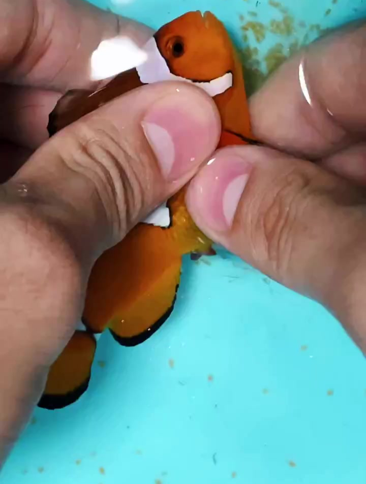 教你们小丑鱼繁殖