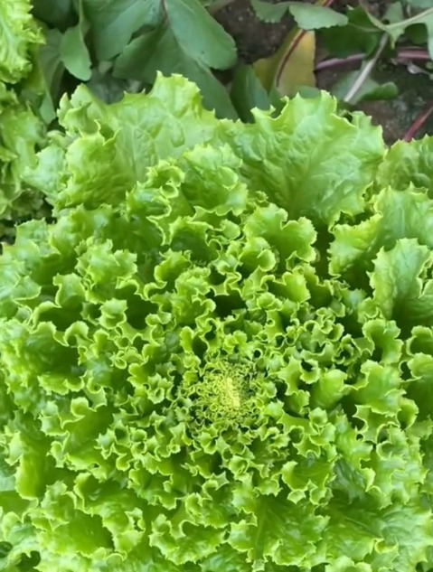 种好生菜的关键是距离,行距不要太小,赶快收藏去试试吧!