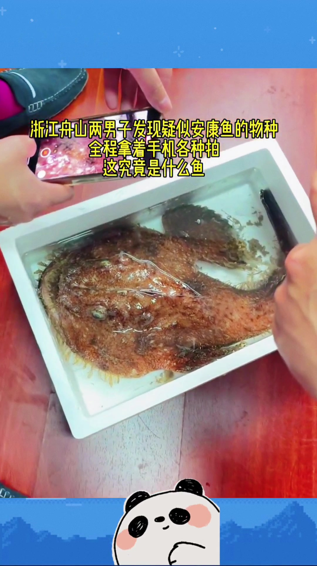 真的第一次看到,老渔民三十多年了,也没有见到过活着的