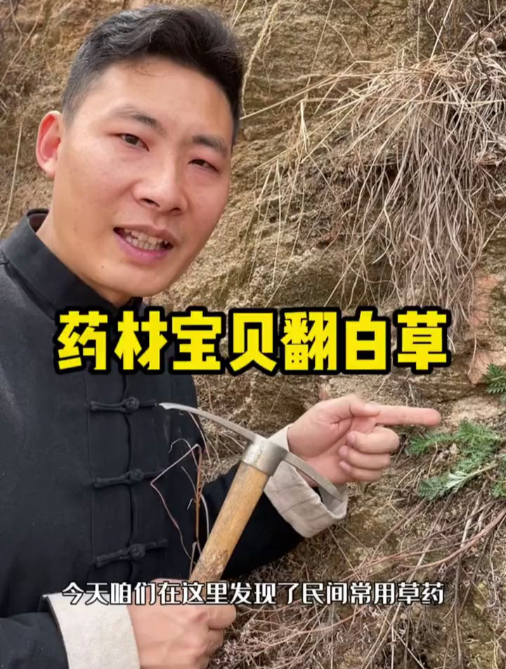 翻白草又名鸡腿根,全草可入药,是一味常用的中药药材