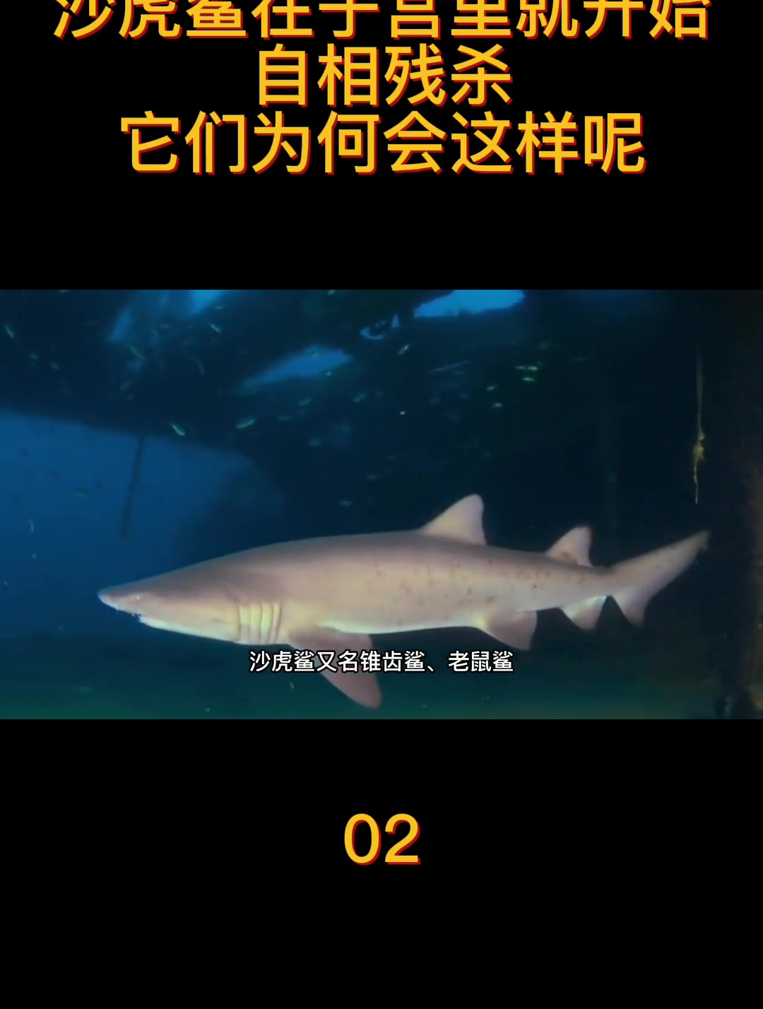 世上最小的杀手沙虎鲨在子宫里就开始自相残杀(2)