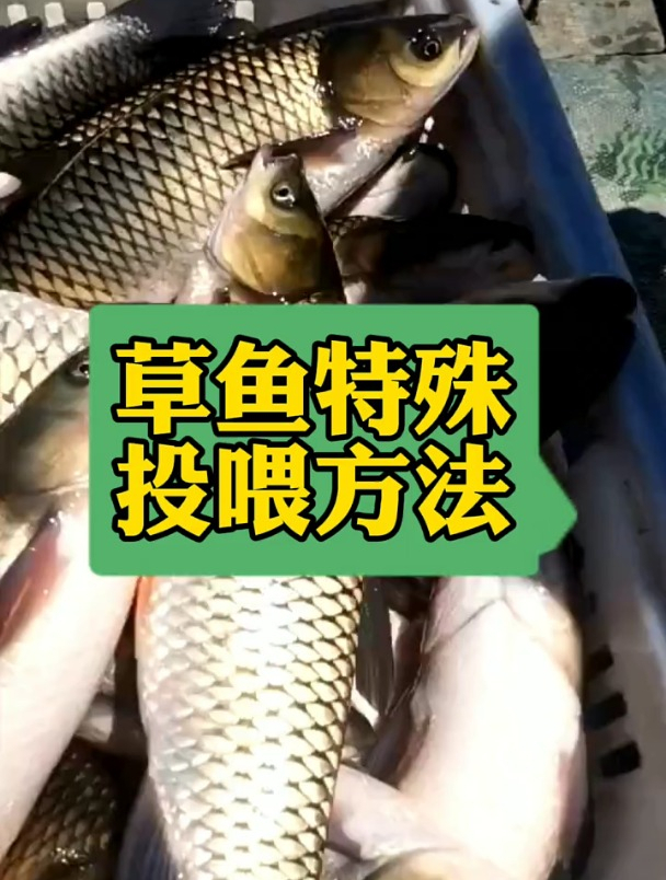 分享一个草鱼特殊投喂方法 水产养殖技术