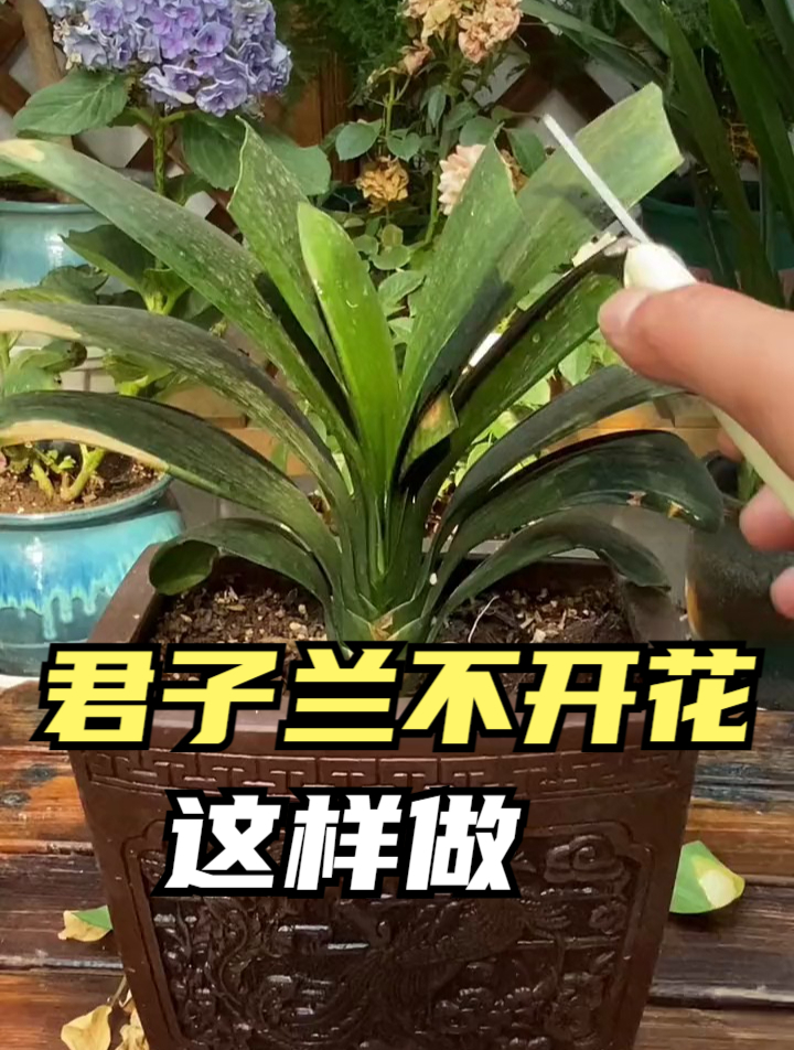 君子兰黄叶不爱开花,可以从修剪和施肥,这2方面入手改善