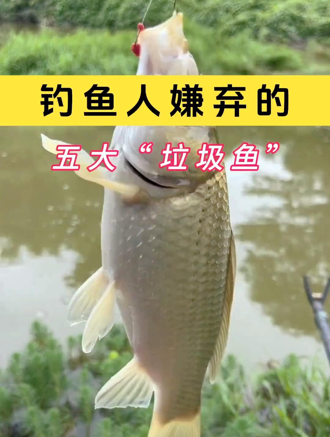 钓鱼人嫌弃的五大“垃圾鱼”,你最嫌弃哪一种?