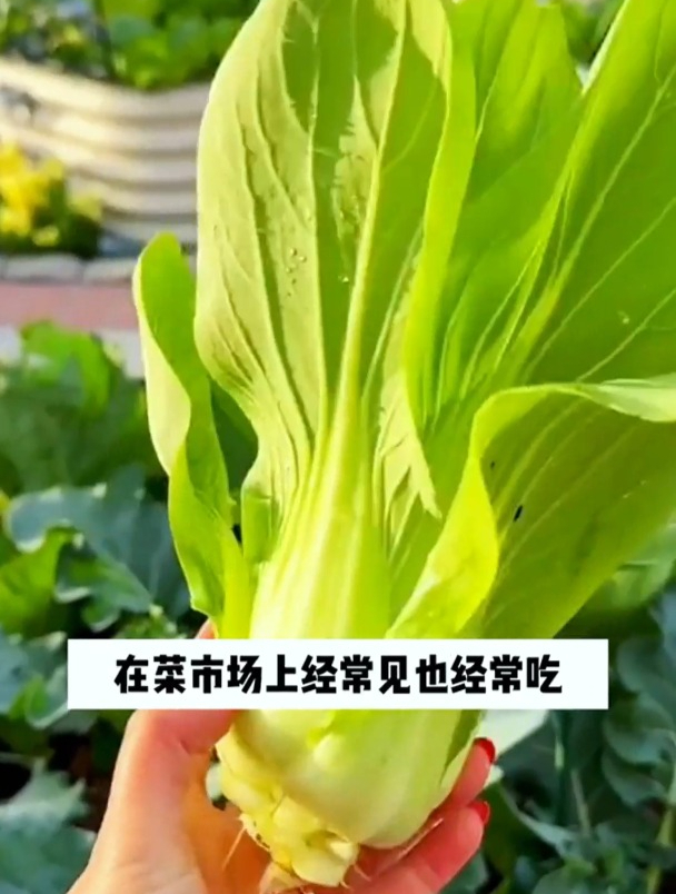 秋天可以种上海青吗?如何种植上海青的产量才会高