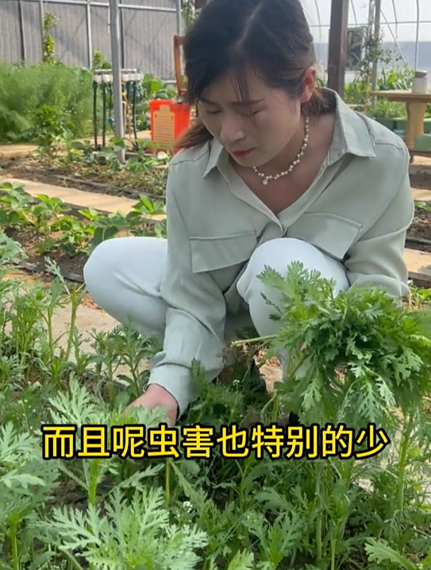 清香脆嫩的“皇帝菜”,营养价值高,认识它的人却很少